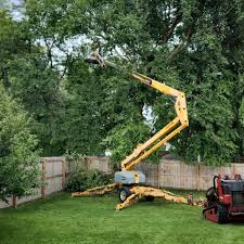  Lexington, KY Tree Removal Pros