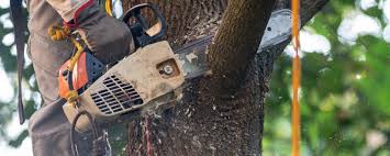 Best Tree Health Inspection  in Lexington, KY