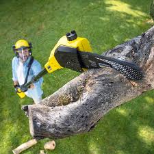 Best Tree Disease Treatment  in Lexington, KY