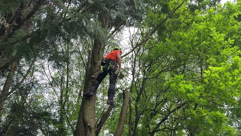 Best Tree Cabling and Bracing  in Lexington, KY