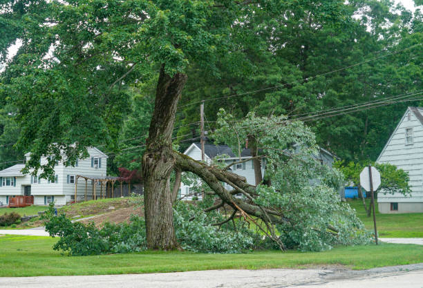 Best Tree Disease Treatment  in Lexington, KY