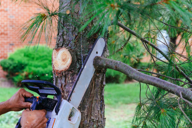 Best Emergency Tree Removal  in Lexington, KY